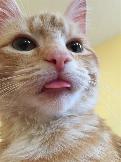 The Best Blep I Have Ever Witnessed And It Was Through A Coworker On