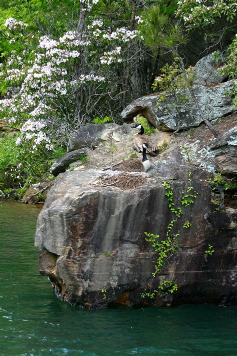 Enjoy swimming, fishing and the sun on the boat dock. Smith lake vacation. Top Lewis Smith Lake Vacation Rentals ...