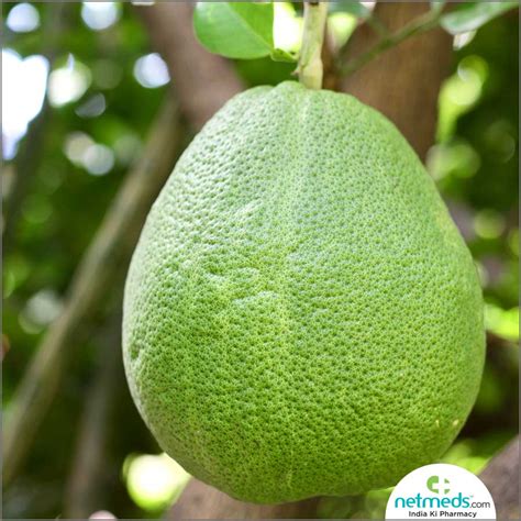 Pomelo: Health Benefits, Nutrition, Uses For Skin And Hair, Recipes ...