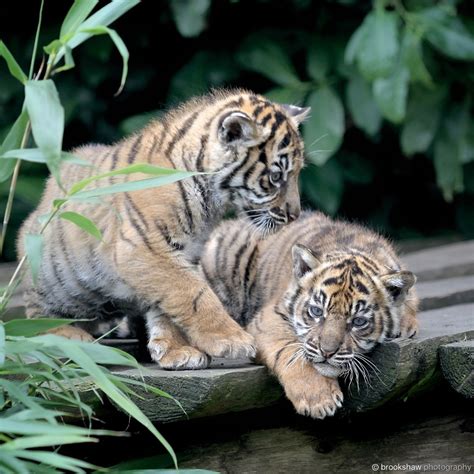 Brookshaw Photography — Two Gorgeous Sumatran Tiger Cubs At Chester Zoo
