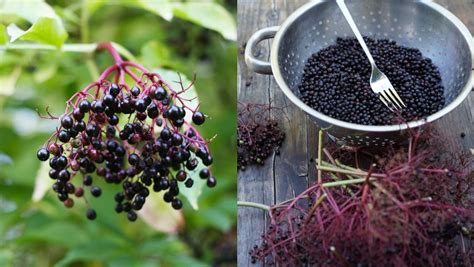 Harvesting Elderberries And 12 Recipes Youve Got To Try