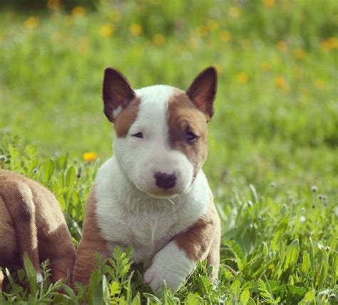 Cuidados Y Características Del Bull Terrier Miniatura