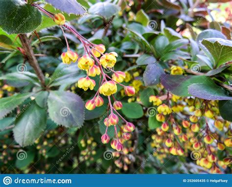 Barberry Yellow Flowers In The Botanical Garden Stock Image Image