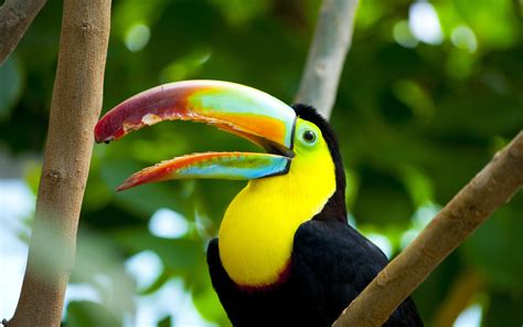 Beautiful Bird With Beautiful Color Toucan Wallpaper Hd 3840x2400