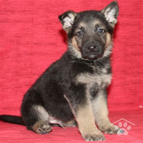Meet Radar He Is A Handsome Male Black And Tan German Shepherd Puppy