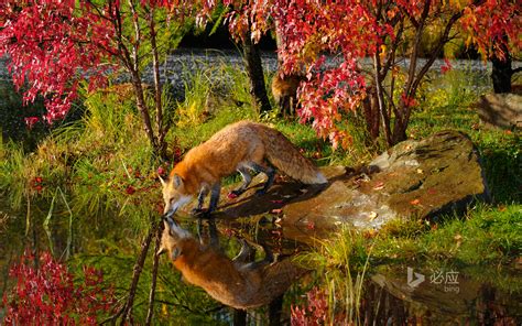 Red Fox Drinking Water And Reflection By River Near Maple