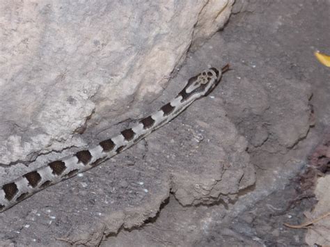 Western Rat Snake Juvenile Project Noah