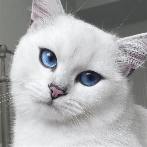 Pretty Kitty Pretty Cats Cat With Blue Eyes Cute Animals