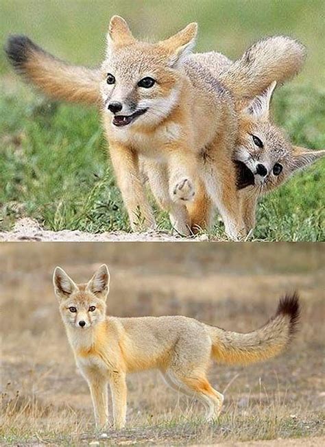 Kit Fox Big Ears In The Desert Fox Foxes Photography Wildlife Animals