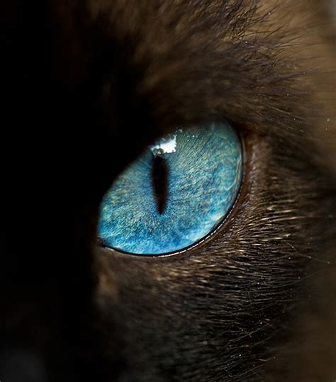 Sintético 105 Foto Extensiones De Pestañas Ojo De Gato Actualizar