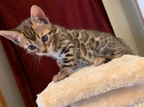 Bengal Kittens Available Registered Bengals
