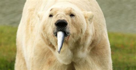Oso Polar Comiendo Imágenes Y Fotos