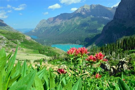 Flowers On Trail Nufenenpass Switzerland Stock Image Image Of