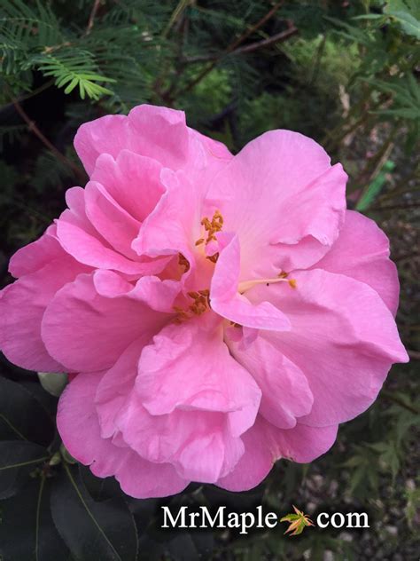 Buy Camellia Pink Icicles Pink Flowering Hardy Camellia Mr Maple