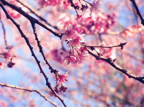 Gambar Bunga Sakura Khas Jepang Wallpaper Spring Wallpaper Hp Sakura
