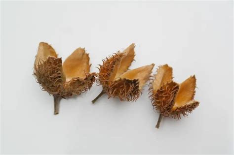 How To Forage For Beech Nuts