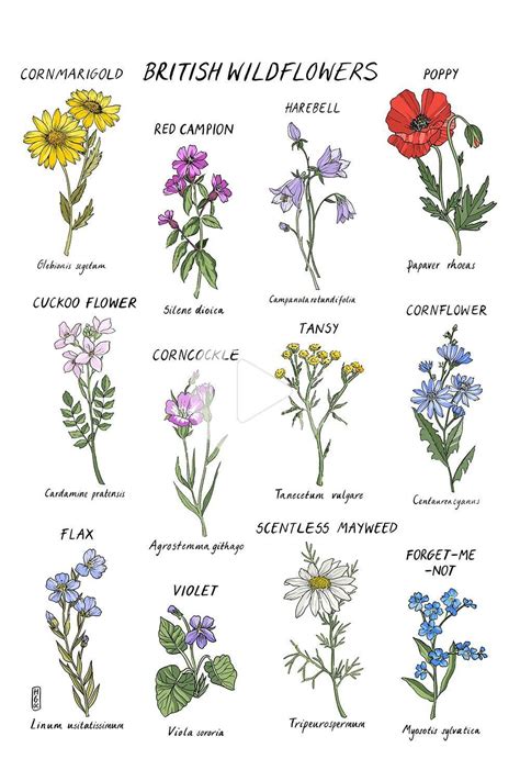 Pin On Botanical Illustration