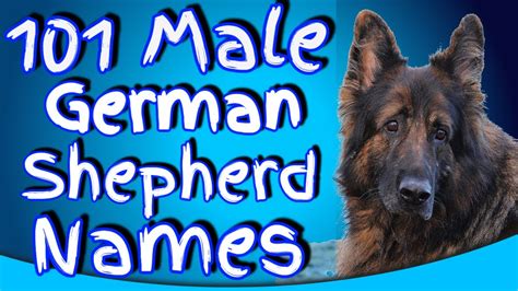 A Good Name For A German Shepherd Male Dog