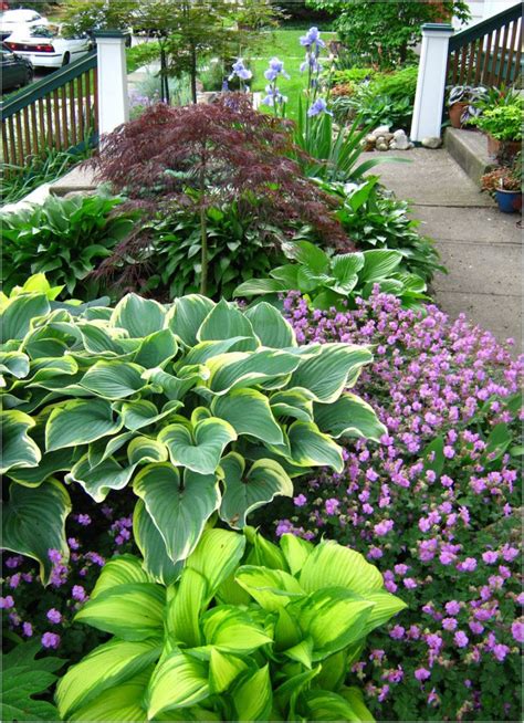 Hosta Gardens On Pinterest Plants Shade Garden And Heuchera Shaded