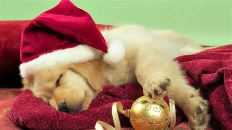 Sweet Little Golden Retriever Dog With Christmas Hat