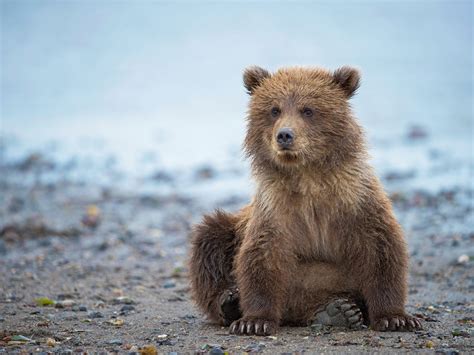 Find and download cute bear wallpapers wallpapers, total 14 desktop background. Wallpaper Cute bear cub, Alaska 1920x1440 HD Picture, Image