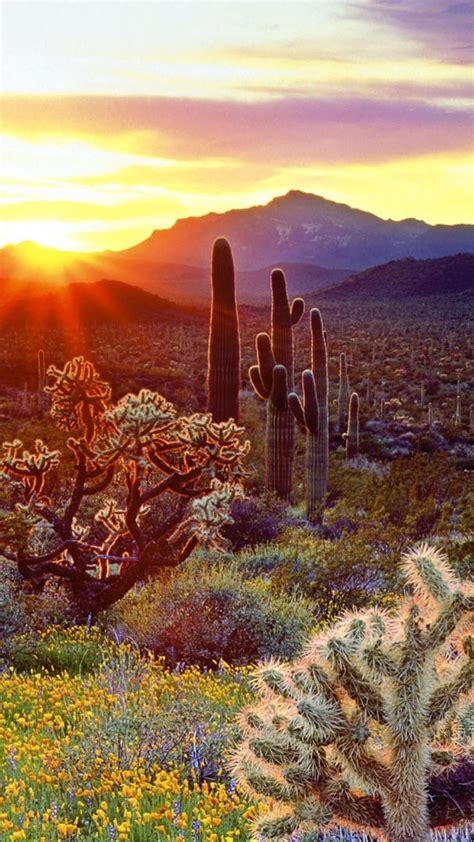 40 Desert Cactus Iphone Wallpapers Download At Wallpaperbro Desert