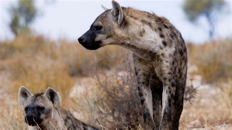 Bbc Earth The Truth About Spotted Hyenas