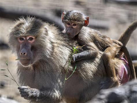 Darling Downs Zoo Welcomes Baby Baboon To Their Troop The Courier Mail