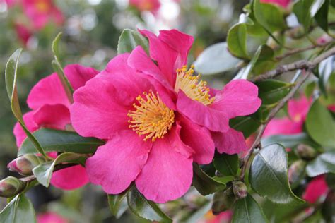 Plant Of The Week Camellia Sasanqua ‘crimson King Thomas Stone Mci