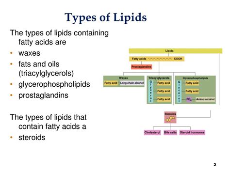 What Are The 3 Types Of Lipids