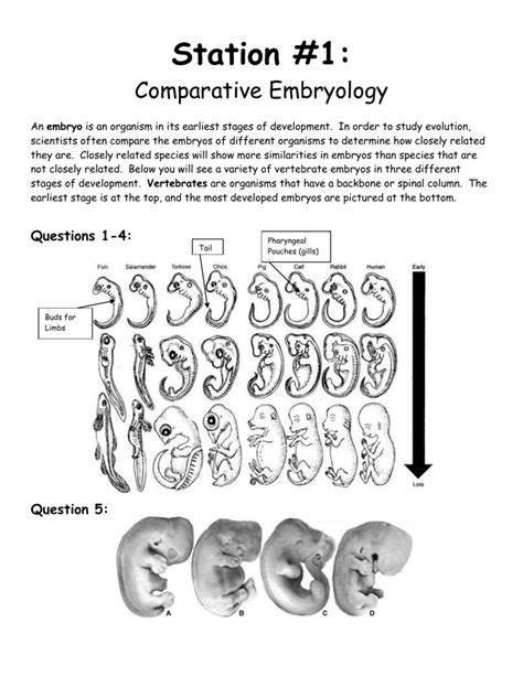 Comparative Anatomy Worksheets
