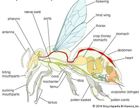 Honey Bee Anatomy Diagram