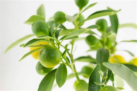 9 Amazing Uses And Benefits Of Indoor Citrus Trees Petal Republic