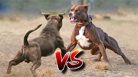 What Is The Best Fighting Dog