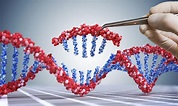 Human Genetic Modification | Center for Genetics and Society