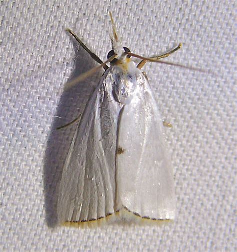 Snowy Urola Moth Urola Nivalis Bugguidenet