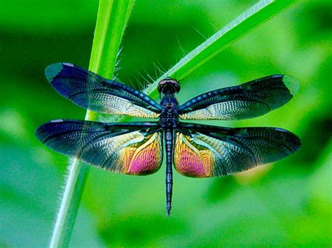 The Adult Dragonfly Has A Unique Mating Ritual Description From