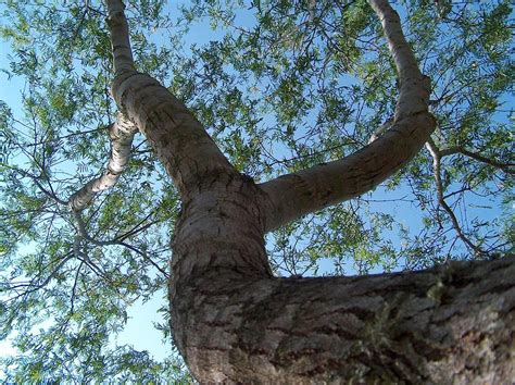 Texas Mesquite Tree Photograph By Joney Jackson
