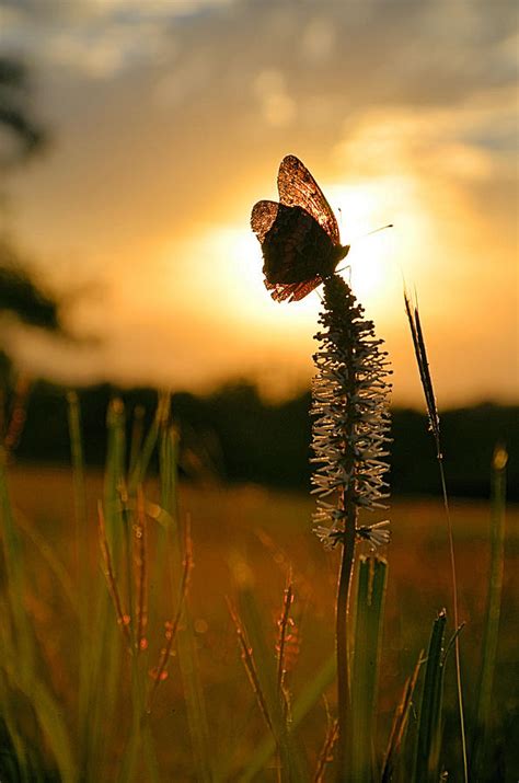 Sunset Butterfly 1 Photograph By Karl Johnson Fine Art America