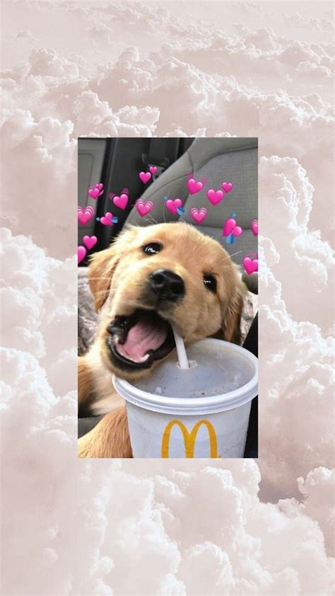 Unduh 300 Cute Dog Wallpaper Iphone Aesthetic Foto Terbaik Postsid