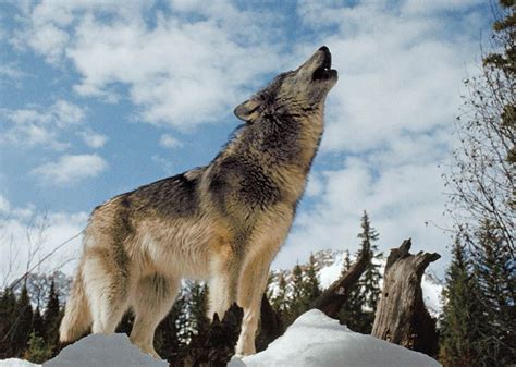 Wolves Fact And Fiction National Geographic Society