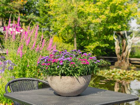 Aster Showmakers Series Is The Real Diva For Your Autumn Garden