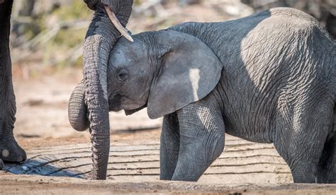 How Much Does A Baby Elephant Weigh Exploration Squared