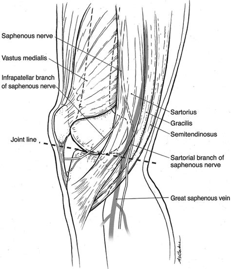 The Sartorial Branch Of The Saphenous Nerve Its Anatomy At The Joint