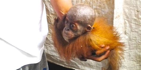 Baby Orangutan Loses Everything So Someone Could Make 8 The Dodo