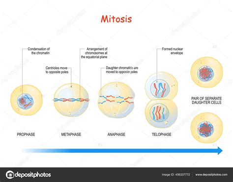 Mitosis Stages Interphase Prophase Prometaphase Metaphase Anaphase
