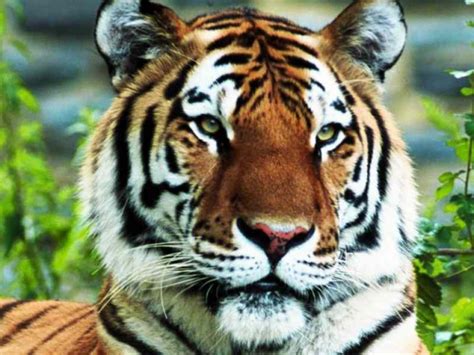 National Tiger Conservation Action Plan Ntcap