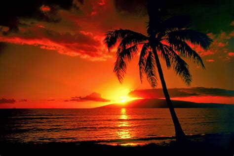 Hawaii Sunset Beautiful Sunset Palm Tree Sunset Tree Sunset Wallpaper