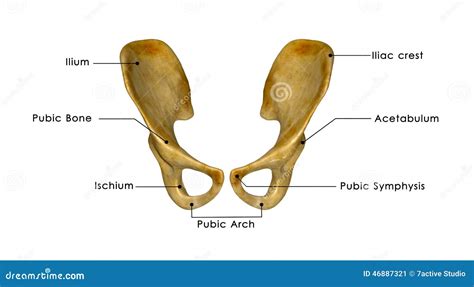 Ilium Bone