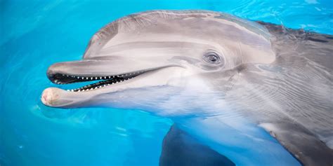 How Smart Are Dolphins This Expert Video Tells Us